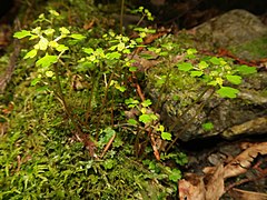 花茎はほぼ無毛で、下部は紅褐色をおび、茎先に集散花序をつける。茎葉は互生する。