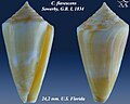 Conus flavescens Sowerby, G.B. I, 1834