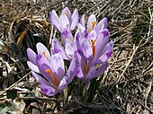 Flowers of Crocus vernus