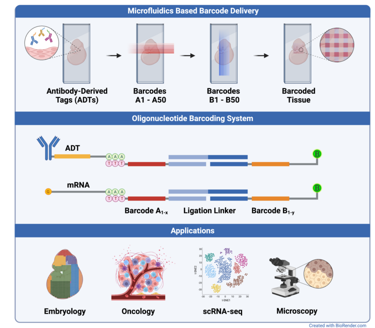 A summary of the barcoding technique used in DBiT-seq and its applications.