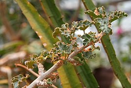 Dendrosicyos socotranus (ramos e folhagem).