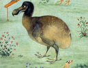Living dodo depicted c. 1625