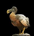 El dodo o dronte (Raphus cucullatus).