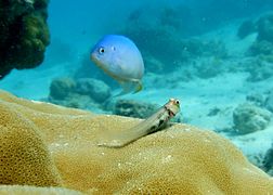 Une blennie des Maldives (Ecsenius minutus), endémique