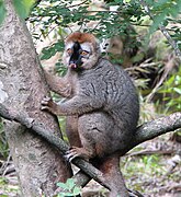 Gray and brown lemur