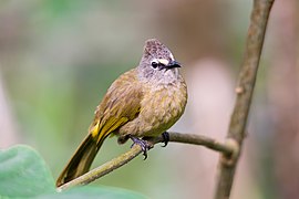 Pycnonotus flavescens, bulbul amarillento