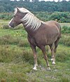 A New Forest pony