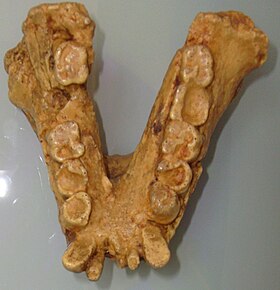 Mandíbula de um Gigantopithecus bilaspurensis