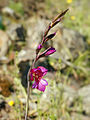 タイプ種Gladiolus communis