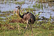 Greater rhea