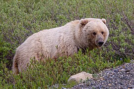 Grizzly bear in Denali National Park, Alaska