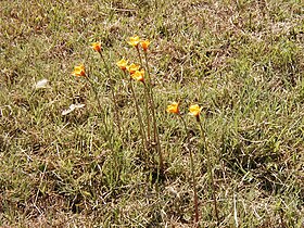 Growing in Denton, Texas, USA