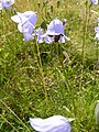 Harebells