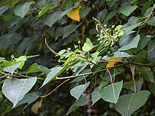 Homalanthus populneus, twigs with inflorescences. Bungkirit urban forest, Kuningan, West Java, Indonesia