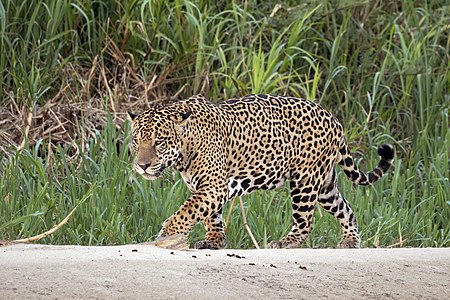 Jaguar, by Charlesjsharp
