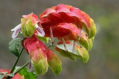 Justicia brandegeeana, which has salmon-colored bracts and 3 to 7.5 cm long elliptic leaves