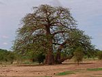 Baobab (Gorak amli & goram lichora in Hindi, Gorak chinch in Gujarati, Paparapulia & Perruka in Tamil) -- Adansonia digitata