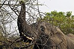 African bush elephant feeding on a tree with defensive spines