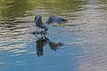 Larus Canus fishing (3)