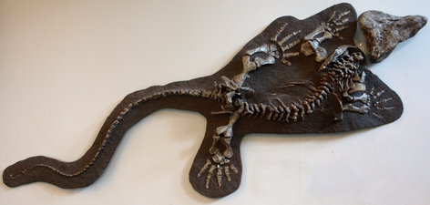 Redpath Museum Collection – Limnoscelis