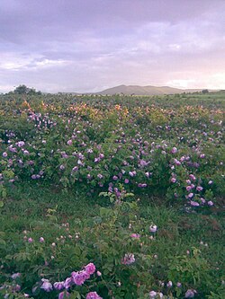 Rosa × damascene fields near Varben