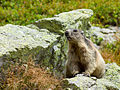 Coloration of the marmot from the Račkov Zadok valley