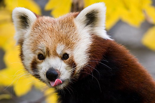 Црвена панда (лат. Ailurus fulgens), сисар пореклом из источних Хималаја и југозападне Кине. Наведен је као угрожен у Црвеној листи IUCN јер је број зрелих јединки мањи од 10.000 и континуирано опада. Фотографисано у шенбрунском зоолошком врту код Беча, у Аустрији.