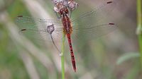 Male with outspread wings