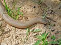 A mole snake, Lijersdraal picnic site, Kgalagadi Transfrontier Park