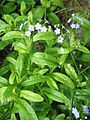 Myosotis scorpioides