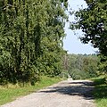 Weg am Rand des Rieseberger Moors bei Lauingen