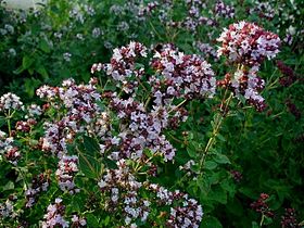 Origanum vulgare (Orégano)