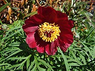 Herrgårdspion (Paeonia × hybrida)