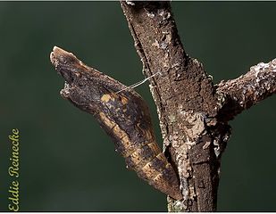 Mid-stage Papilio demodocus pupa