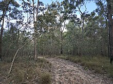 A dirt path winds through a dry eucalypt forest. Green grass can be seen at the base of tall trees along the pathway.