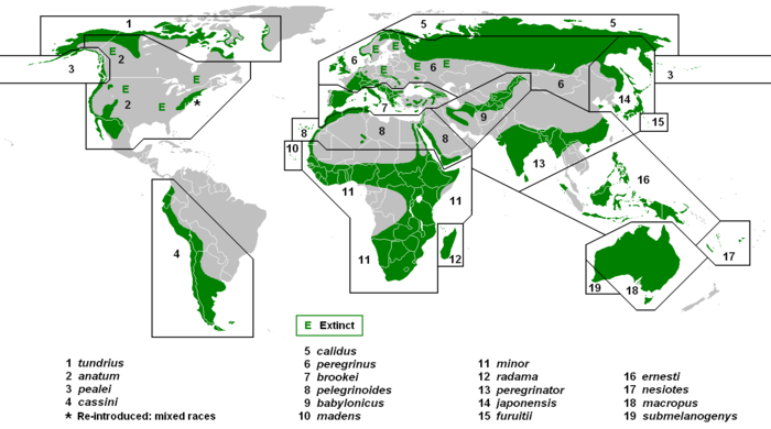 A map of the world, green shows on several continents, but there are also several big bare spots marked with E for extinct