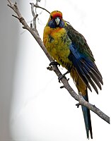 Green rosella (also known as Tasmanian rosella) in Tasmania, Australia