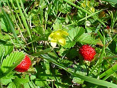 Fleur et faux-fruits.