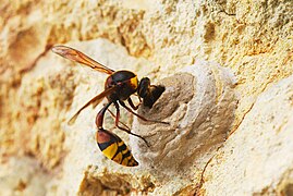 Potter wasp building mud nest