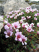 Saxifrage à feuilles opposées.