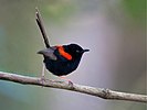 Male red-backed fairywren