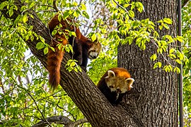 Red pandas