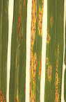 Differential of lesions on rice leaves