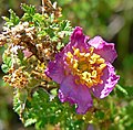 Rosa minutifolia