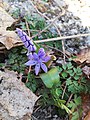 Scilla bifolia fleurie, (Uriage, Isère, France)