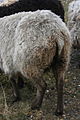 Arrière et queue de Mouton Shetland (race dérivée directement de la première vague)