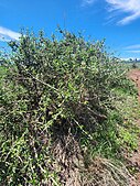 Solanum arundo