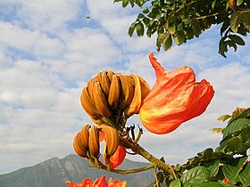 Botões e flores abertas