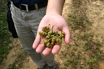 Frutos ainda verdes