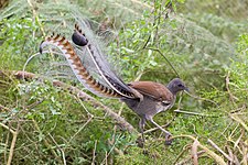 Superb lyrebird (Menura novaehollandiae)